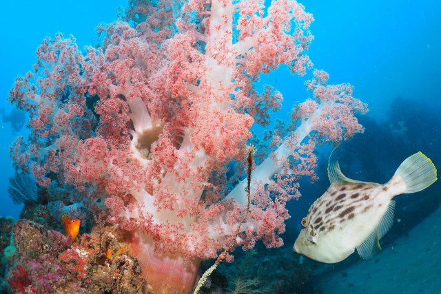ソフトコーラルとカワハギ