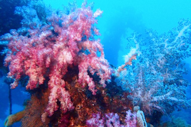 漁礁に着くソフトコーラルの群生