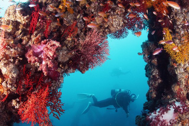 魚礁とダイバー