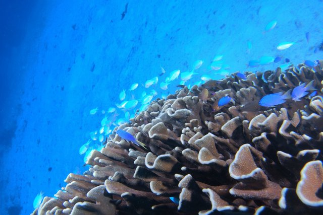サンゴとデバスズメダイ