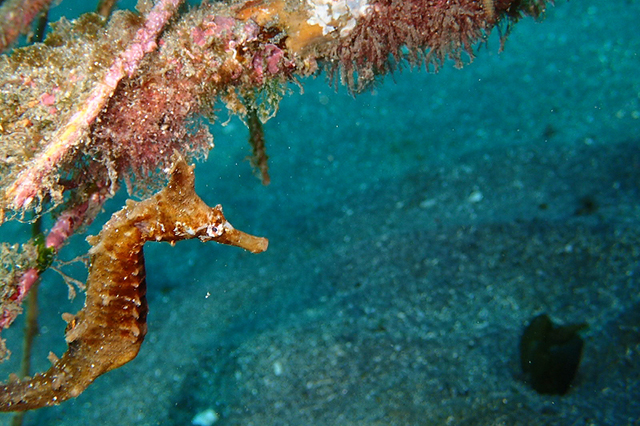 タツノオトシゴ