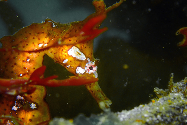 タツノオトシゴ