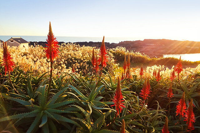 アロエの花と城ヶ島