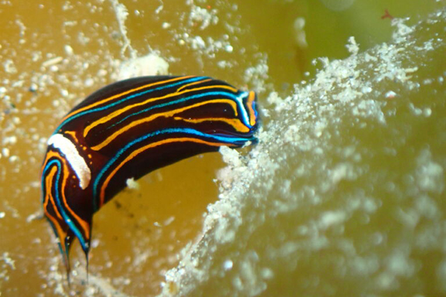 ニシキツバメガイ