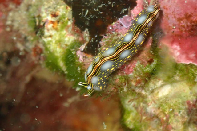 コノハミドリガイ