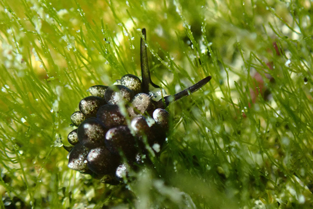 オオアリモウミウシ