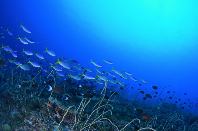 パプアニューギニア キンベ