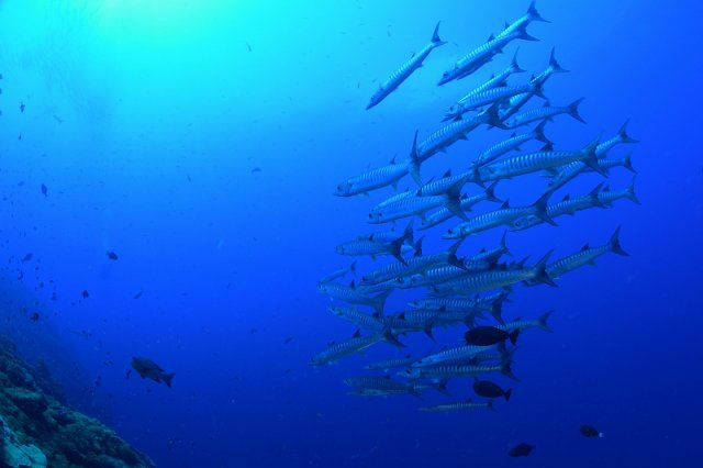真っ青な海にバラクーダ