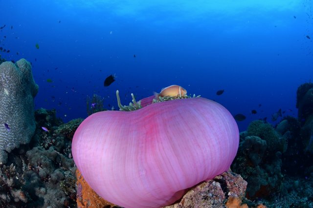 鮮やかなイソギンチャクとクマノミ