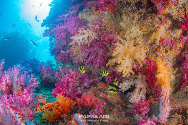 カラフルなソフトコーラル