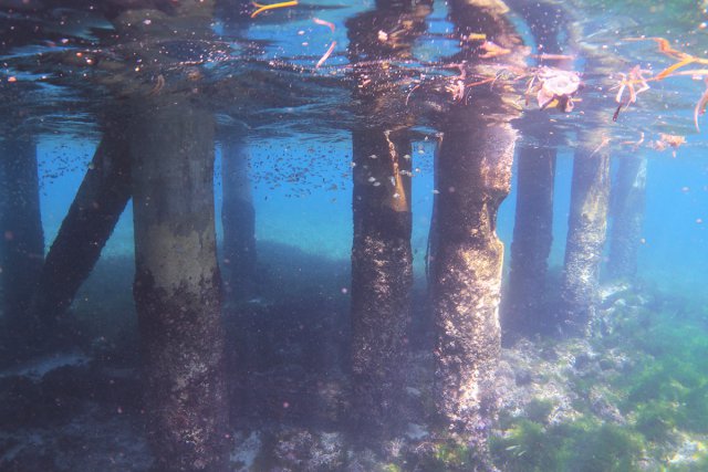 桟橋の下にもたくさんの魚が見られます