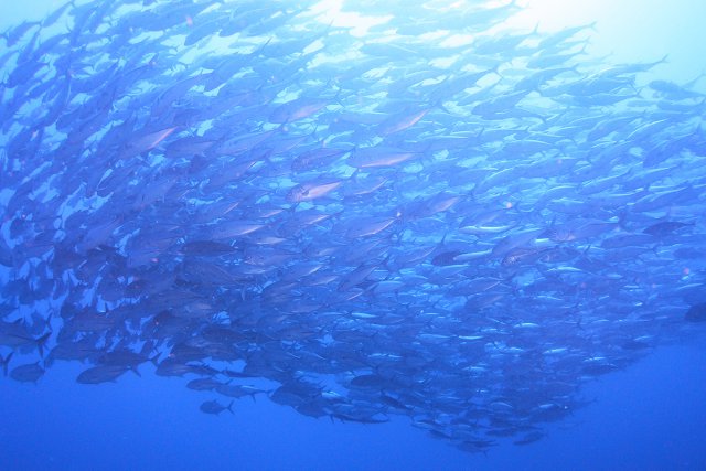 ギンガメの大群が大迫力