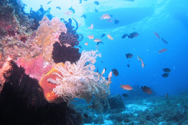 フィリピン リロアン