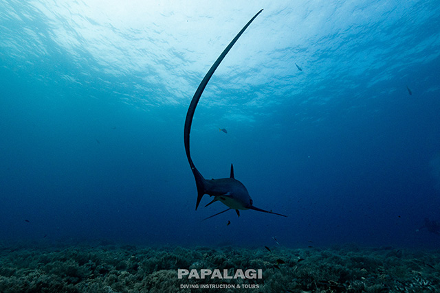 フィリピン マラパスクア