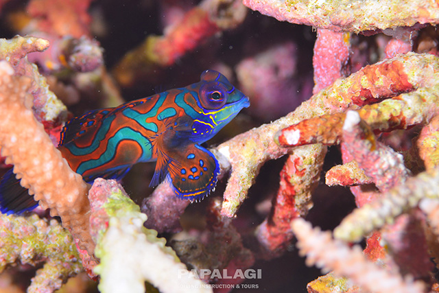 色鮮やかなニシキテグリ