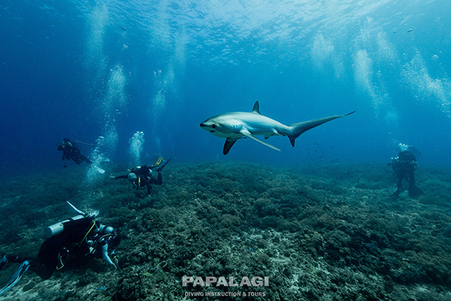 悠々と泳ぐニタリザメ