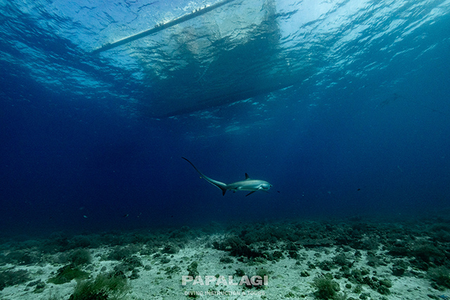 圧倒的な存在感