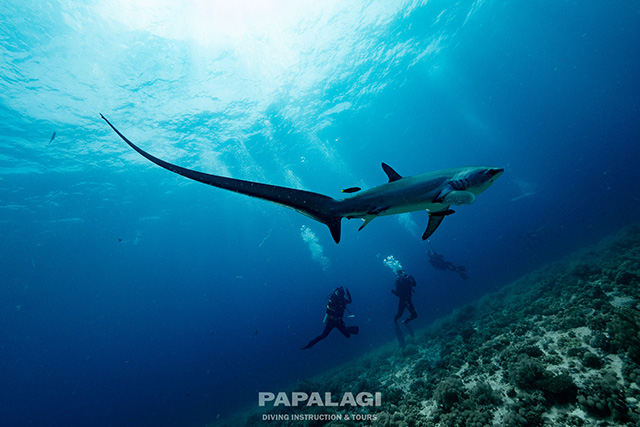 ダイバーとニタリザメ