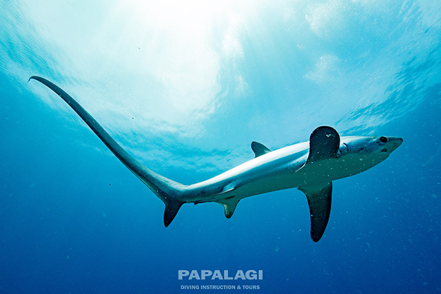 かなり近づくこともできる