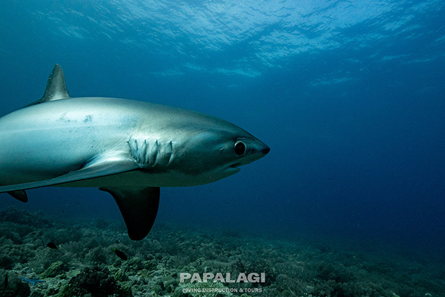 ダイバーにはたまらない