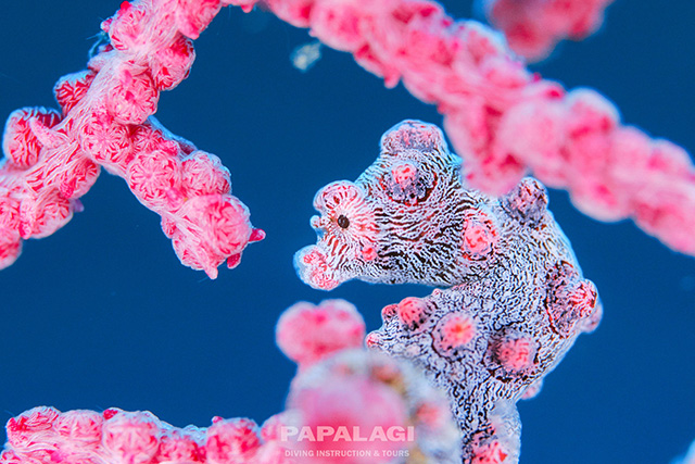 極小タツのピグミーシーホース