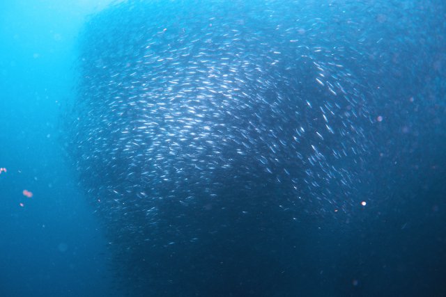 フィリピン モアルボアル