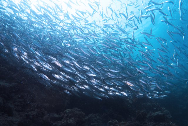 イワシで視界が暗くなってしまうくらい！