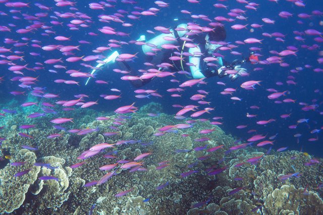 浅場のサカナも色鮮やか