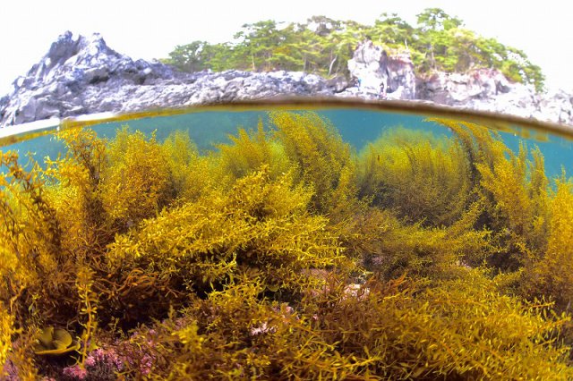 大淀小淀の海藻