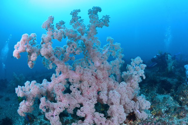 大きなソフトコーラルも