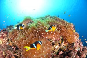 伊豆大島ビーチツアー