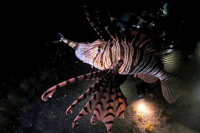 ノカサゴの捕食