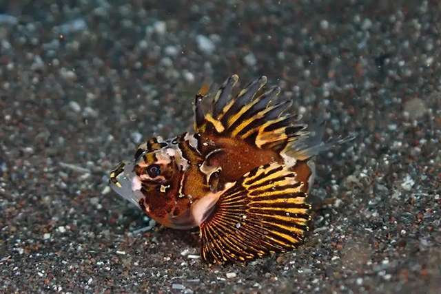 ヒレナガカサゴSP