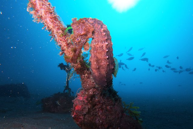 大きなオオウミウマ
