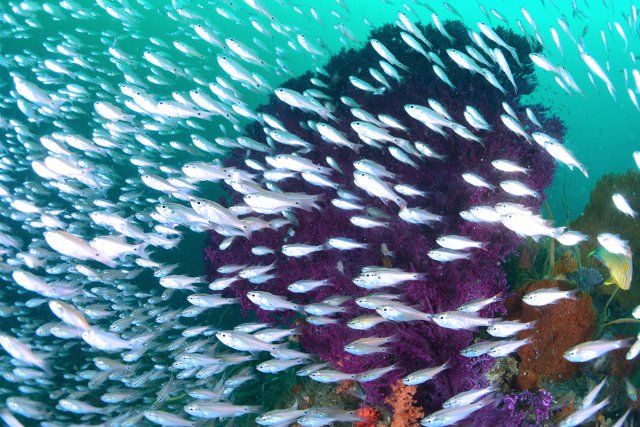 ソフトコーラルと群れ