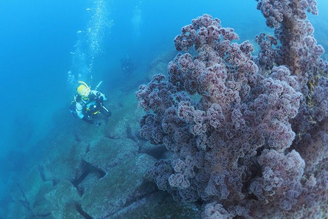 平沢の見事なソフトコーラル