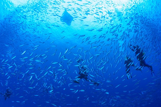 サカナの群れの中現れるマンタ