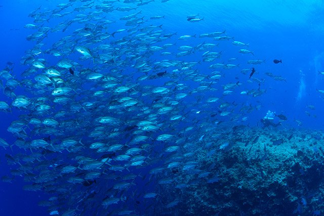 ギンガメ・トルネード。小さく見えて1匹50cmオーバー