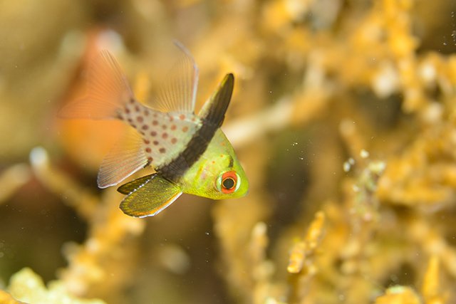 内海のポイントにはかわいいマクロがたくさん