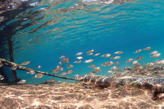 小さな魚がお出迎え