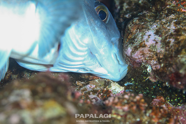 卵の世話するホッケ