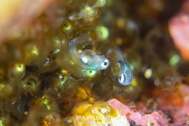 ホッケハッチアウト