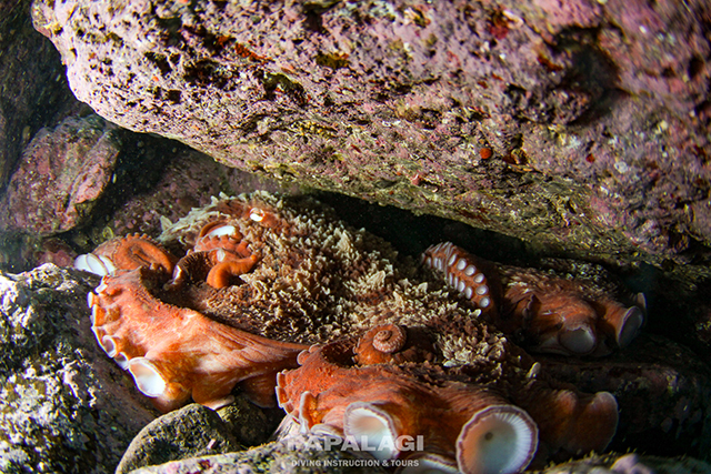 岩に隠れるミズダコ