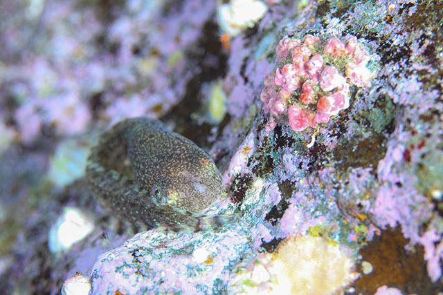 この時期にしかみられない生物