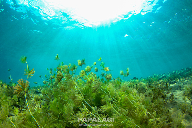 チトセバイカモ2