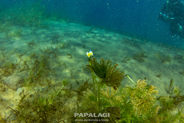 チトセバイカモの白い花