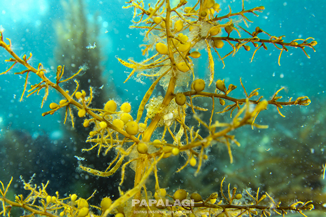 海藻に産み付けられた卵