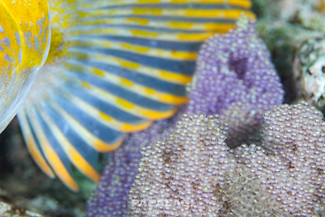 卵のお世話をする魚