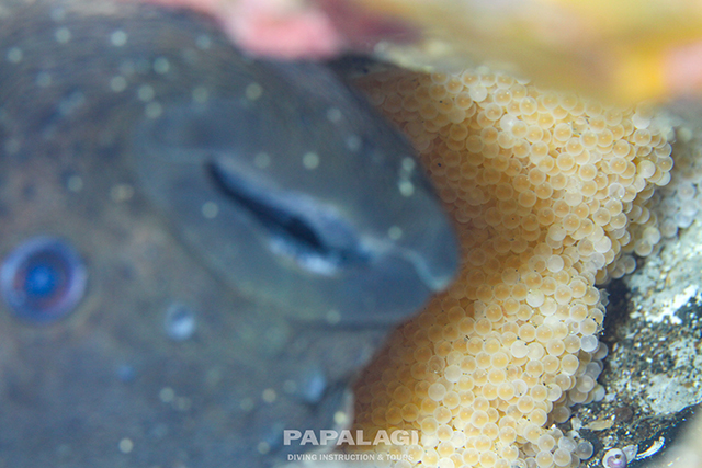 卵を守るホテイウオ