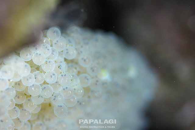 ホテイウオの卵